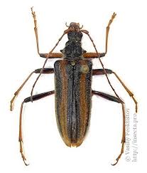 Attēlu rezultāti vaicājumam “Oxymirus cursor”