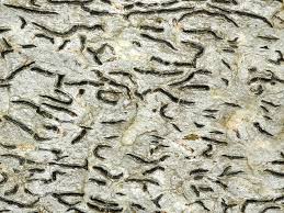 Attēlu rezultāti vaicājumam “Graphis scripta”