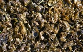 Attēlu rezultāti vaicājumam “Collema flaccidum”