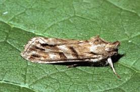 Attēlu rezultāti vaicājumam “Cucullia fraudatrix”