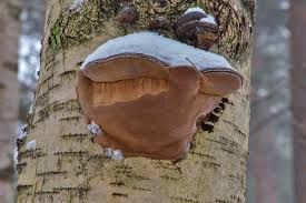 Attēlu rezultāti vaicājumam “Phellinus alni”