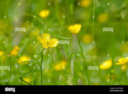 Attēlu rezultāti vaicājumam “Ranunculus repens flower”