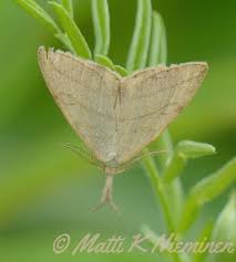 Attēlu rezultāti vaicājumam “Polypogon tentacularius”