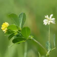 Attēlu rezultāti vaicājumam “Trifolium dubium leaf”