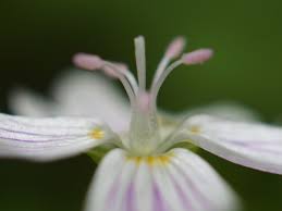 Attēlu rezultāti vaicājumam “Claytonia sibirica flower”