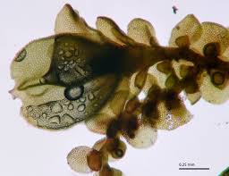 Attēlu rezultāti vaicājumam “Frullania dilatata”