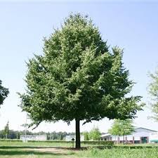 Attēlu rezultāti vaicājumam “Tilia x vulgaris”