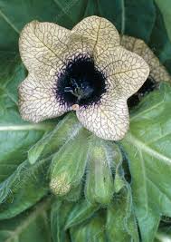 Attēlu rezultāti vaicājumam “Hyoscyamus niger flower”