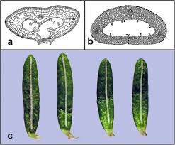 Attēlu rezultāti vaicājumam “Empetrum nigrum leaf”