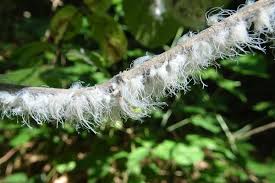 Attēlu rezultāti vaicājumam “Prociphilus xylostei”