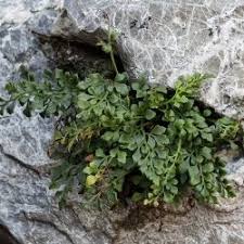 Attēlu rezultāti vaicājumam “Milesina murariae”