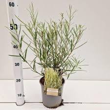 Attēlu rezultāti vaicājumam “Salix repens subsp. rosmarinifolia”