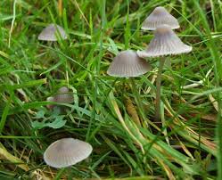 Attēlu rezultāti vaicājumam “Mycena”