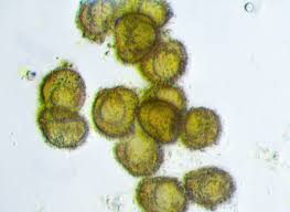 Attēlu rezultāti vaicājumam “Acaulon muticum”