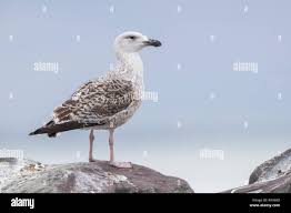 Attēlu rezultāti vaicājumam “Larus marinus”