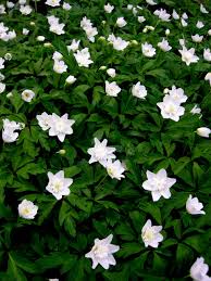 Attēlu rezultāti vaicājumam “Anemone nemorosa”