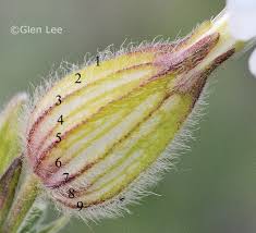 Attēlu rezultāti vaicājumam “Silene latifolia subsp. alba flower”