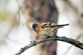 Attēlu rezultāti vaicājumam “Fringilla montifringilla male”