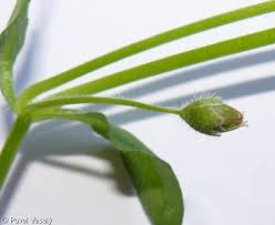 Attēlu rezultāti vaicājumam “Stellaria media bud”