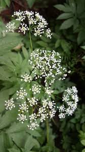 Attēlu rezultāti vaicājumam “Chaerophyllum aromaticum”