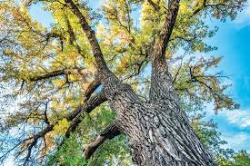 Attēlu rezultāti vaicājumam “Populus x gileadensis”