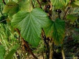 Attēlu rezultāti vaicājumam “Ribes nigrum leaf”
