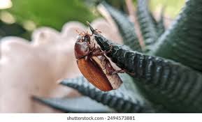 Attēlu rezultāti vaicājumam “Serica brunnea imago”