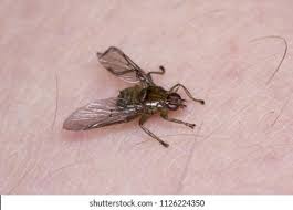 Attēlu rezultāti vaicājumam “Lipoptena cervi”