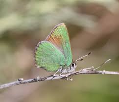 Attēlu rezultāti vaicājumam “Lepidoptera”