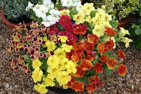 Image result for Mimulus x hybrida