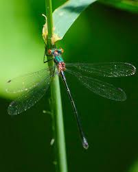 Attēlu rezultāti vaicājumam “Lestes dryas male”