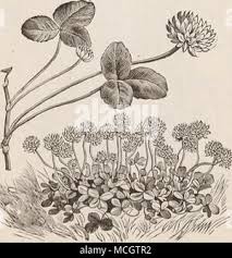 Attēlu rezultāti vaicājumam “Trifolium repens fruit”