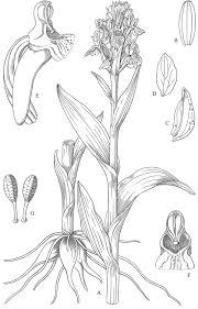 Attēlu rezultāti vaicājumam “Dactylorhiza cruenta leaf”