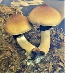 Attēlu rezultāti vaicājumam “Psilocybe sp.”