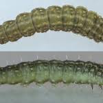 Attēlu rezultāti vaicājumam “Ancylis apicella”