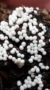 Attēlu rezultāti vaicājumam “Trichia varia”