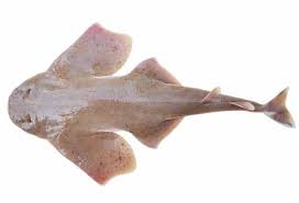 Image result for Squatina dumeril