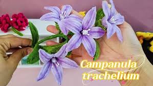 Attēlu rezultāti vaicājumam “Campanula trachelium flower”