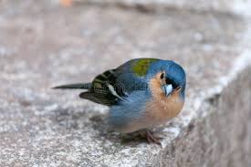 Attēlu rezultāti vaicājumam “Fringilla coelebs male”