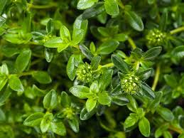 Image result for Bohnenkraut