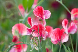 Attēlu rezultāti vaicājumam “Lathyrus”