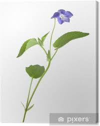 Attēlu rezultāti vaicājumam “Viola canina flower”