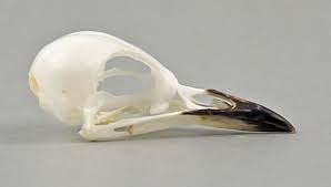 Image result for Sylvia hortensis