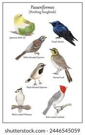 Attēlu rezultāti vaicājumam “Passeriformes”