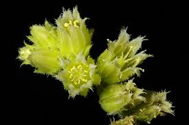 Attēlu rezultāti vaicājumam “Jovibarba globifera bud”