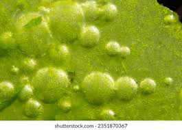 Attēlu rezultāti vaicājumam “Cyanophyta”