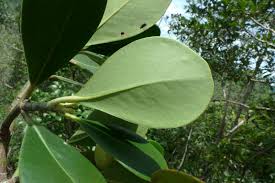Attēlu rezultāti vaicājumam “Clusiaceae”