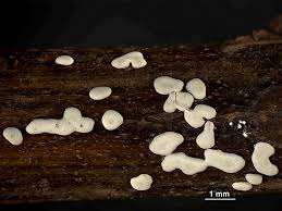 Attēlu rezultāti vaicājumam “Didymium difforme”