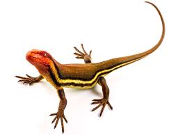 Attēlu rezultāti vaicājumam “Lycogala convexum young”