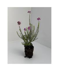 Attēlu rezultāti vaicājumam “Erica tetralix”